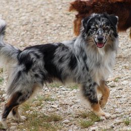 Stabler - Australian Shepherd