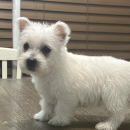 Maggie - White female West Highland White Terrier puppy in Bowling Green, Kentucky from Tiffany's Papillons