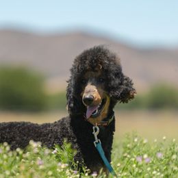 Jax - Poodle