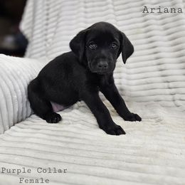 Ariana - Black female Labrador Retriever puppy in Boyd, Minnesota from Lindley Labradors