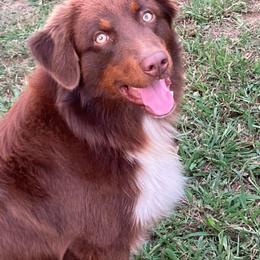 Miniature Australian Shepherd All Grown Up from Branded Trails Aussies