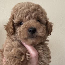 ZACH - Apricot male Poodle puppy in Orlando, Florida from Denise’s Puppies