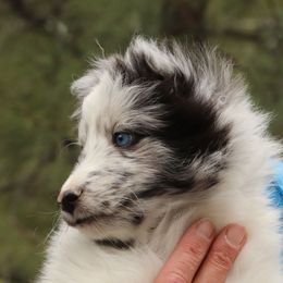 Shetland Sheepdogs from Pat's Shetland Sheepdogs