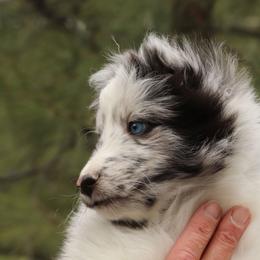 Shetland Sheepdogs from Pat's Shetland Sheepdogs