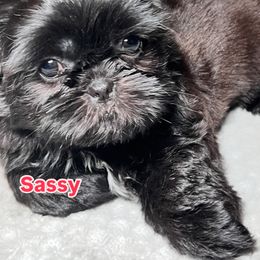 Shih Tzu Puppies from Willow’s Wonderful Shih Tzu