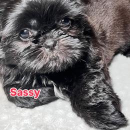Shih Tzu Puppies from Willow’s Wonderful Shih Tzu