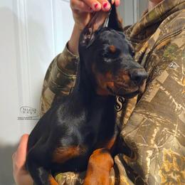 Kloe - Black and rust female Doberman Pinscher puppy in China Township, Michigan from Snell's Superior Kennel Dobermann & GSP