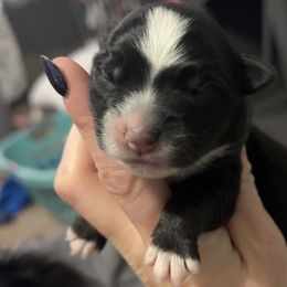 Girl 1 - Black & white female Miniature Australian Shepherd puppy in Bloomington, Indiana from Above All Aussies