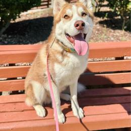 Sunny - Red and white male Siberian Husky puppy in Loudon, Tennessee from Kristari Siberians