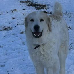 Great Pyrenees from Bailey Family Farm