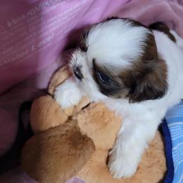 Little Oliver - Brindle and white male Shih Tzu puppy in Cartersville, Georgia from 100 Acre Woods Shih Tzu Plantation