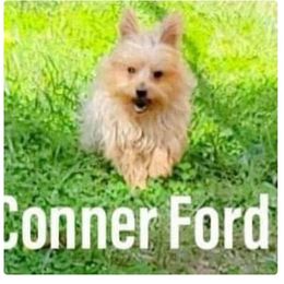 Yorkshire Terrier puppies from Hip Hoppin Yorkies