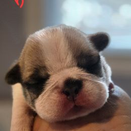 No name yet - White and fawn male French Bulldog puppy in Willow Spring, North Carolina from Alcide kennels