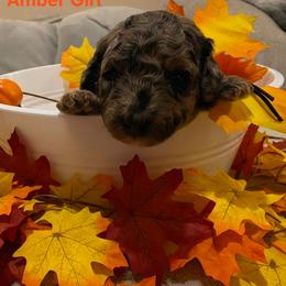 Amber - Phantom female Goldendoodle puppy in Orange Park, Florida from Evergrace Farm Doodles