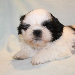 Prince - Gold and white male Shih Tzu puppy in West Palm Beach, Florida from Must Be Love