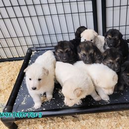 German Shepherd Puppies from Sprague's German Shepherds
