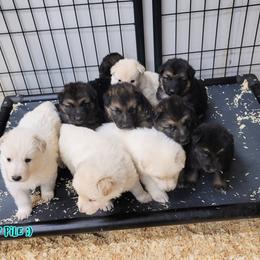 German Shepherd Puppies from Sprague's German Shepherds