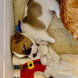 Golden Retriever and Jack Russell Terrier Puppies from Shelby Burleson's Golden Retrievers and Jack Russell Terriers