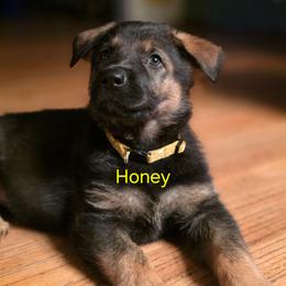 Yellow collar (Honey) - Sable female German Shepherd puppy in Hermitage, Pennsylvania from Shepherds of the Hundred Acres