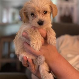 Yorkipoo Puppies from Bayless Yorkiepoos