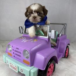 Ferrero - Tricolor male Shih Tzu puppy in Columbia, Kentucky from Lisa Bandy Luxe Shih Tzu