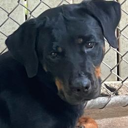 Abby - Rottweiler