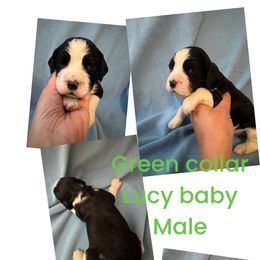 Green collar black and white - Black and white English Springer Spaniel puppy in Jamestown, Kentucky from Waterworks Springers