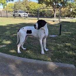Yzma - Black and white female Great Dane puppy in Arlington, Texas from Scoober Danes
