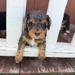 F1b Lenny  (choc carrier) - Merle male Cavapoo puppy in Wamego, Kansas from Doodles of Oz