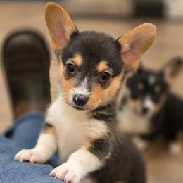 RHT Boy - Black and tan male Pembroke Welsh Corgi puppy in Middleburg, Florida from Mulkeys Little Corgis