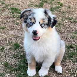 Galinda - Blue merle female Miniature American Shepherd puppy in Groesbeck, Texas from Epic Miniature American Shepherds
