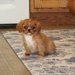 Willow - Ruby female Cavalier King Charles Spaniel puppy in Pleasant City, Ohio from cywood's ohio cavaliers