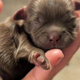 Chesney - Chocolate male Shih Tzu puppy in Claxton, Georgia from Small Pawz Shih tzu