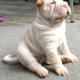 Chinese Shar-Pei Puppies from Willo Shar-Pei