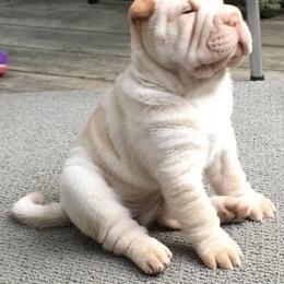 Chinese Shar-Pei Puppies from Willo Shar-Pei