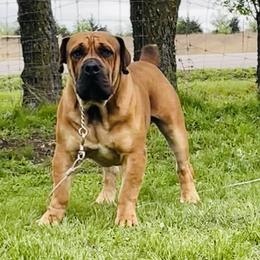B-Cool - Boerboel