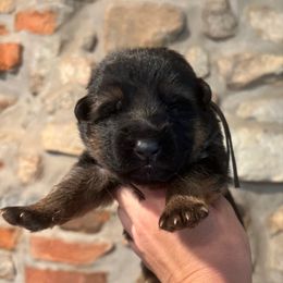 Black collar boy - Black and red male German Shepherd puppy in Paoli, Pennsylvania from Vom Hillhaus