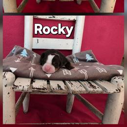 Rocky - Tri-color male Bernese Mountain Dog puppy in Independence, Virginia from Thornton Bernese Mountain Dogs