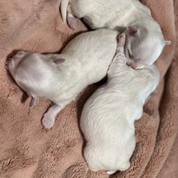 Female 3 - White Maltese puppy in Cisco, Texas from Fancy Pants Maltese