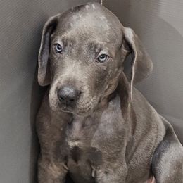 Green - Blue Great Dane puppy in Garner, North Carolina from Gentle Giant Danes, LLC