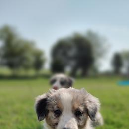 Border Collie Puppies from Bond Border Collies