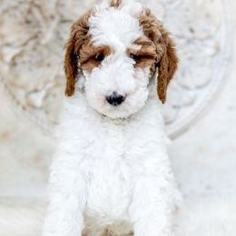 Goldendoodle Puppies from Pixie Goldendoodles