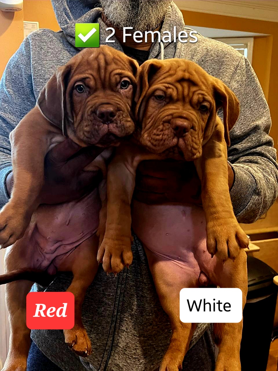 Dogues de Bordeaux from KEB'Bordeaux