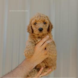 Mike - Red  male Goldendoodle puppy in Hiddenite, North Carolina from Rose and Reid Doodles