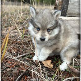 Runamok Sugar And Spice (Sugar) - Wolf sable female Pomsky puppy in St. Maries, Idaho from Runamok Farm