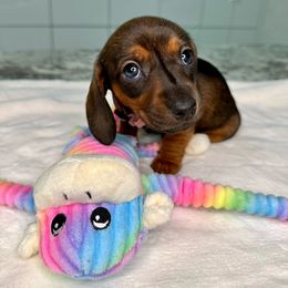 Dachshund Puppies from Harrison Farm