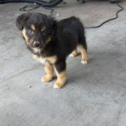 Bear - Black tri male Miniature American Shepherd puppy in Prunedale, California from 4MLA STABLES