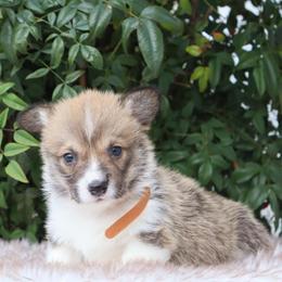 Brown collar - Red male Pembroke Welsh Corgi puppy in Caliente, California from Rafter Cross 7