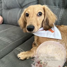 Dachshund Puppies from CSW Dachshunds