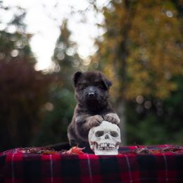 German Shepherd Puppies from Crescent Lake Shepherds